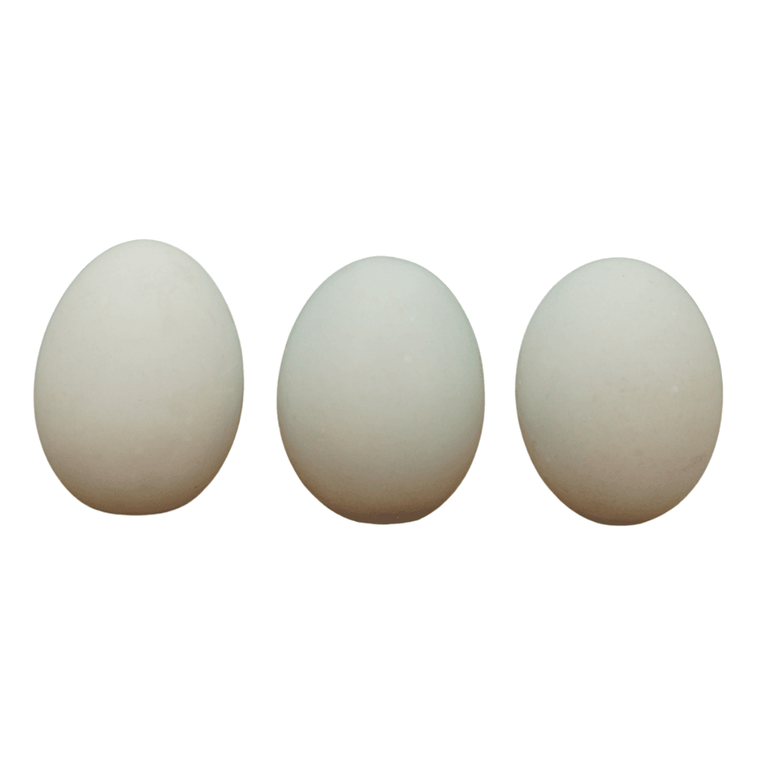 Telur Bebek Mentah Hijau